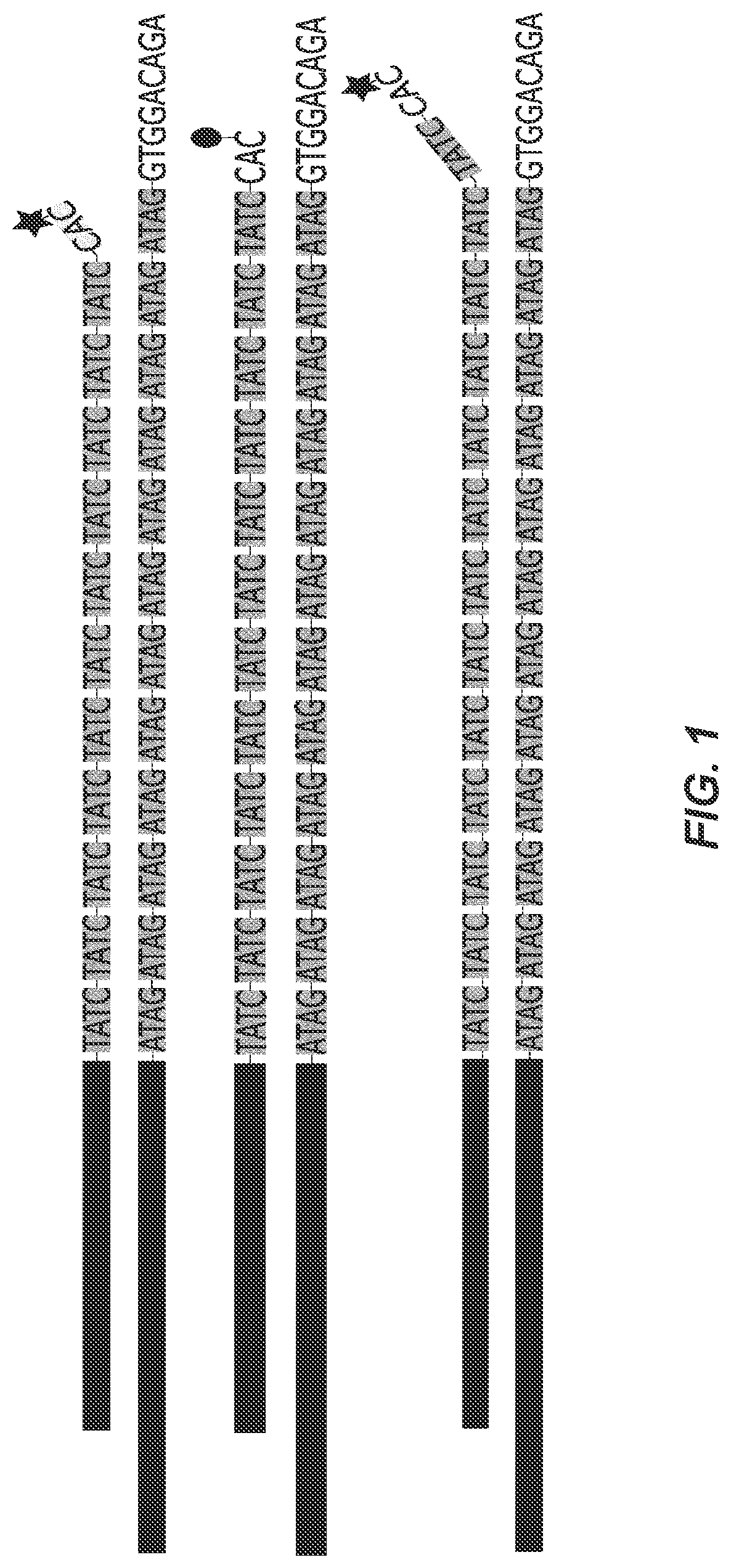 Probe and method for str-genotyping