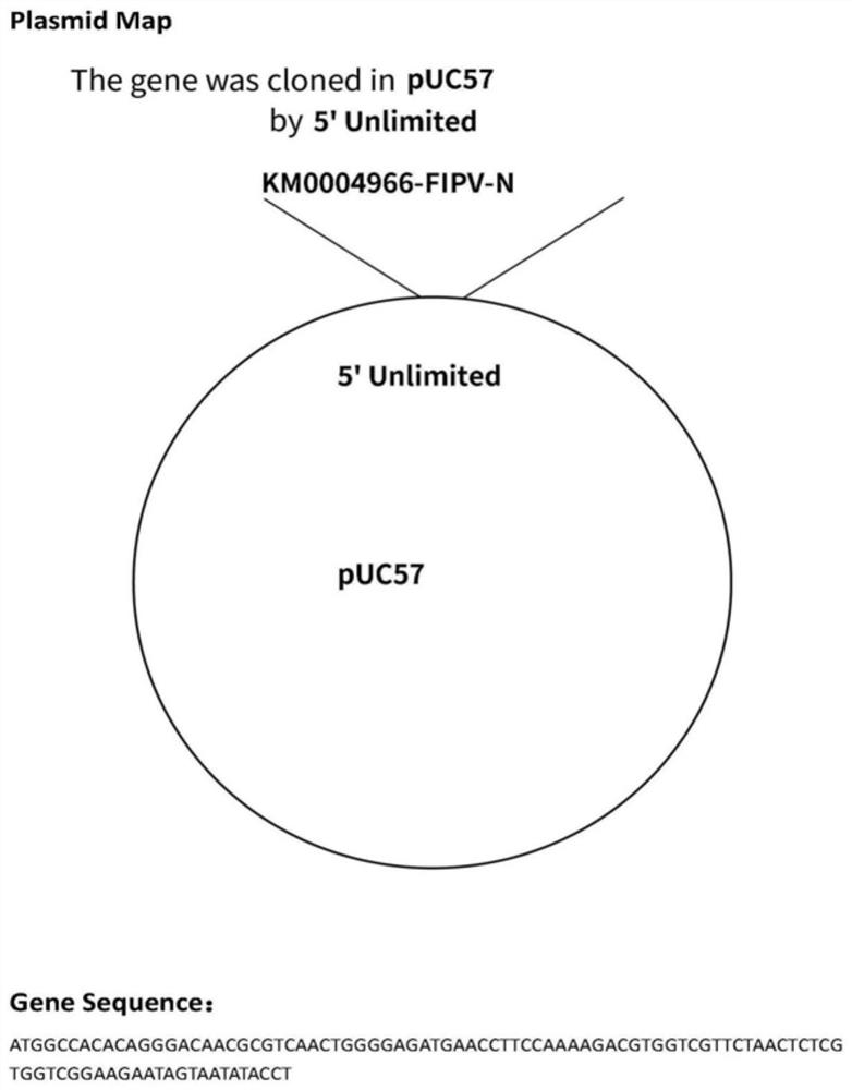 Fluorescent quantitative RT-PCR detection kit for feline infectious peritonitis virus