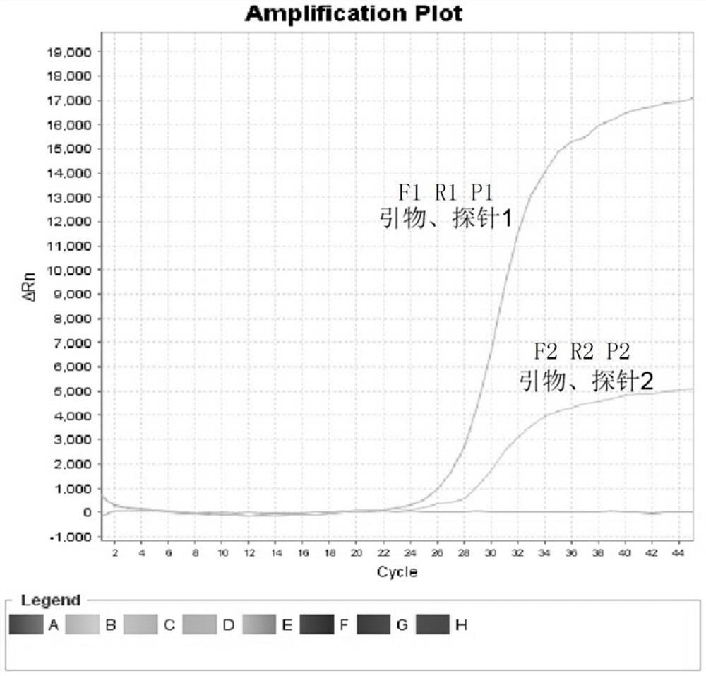 Fluorescent quantitative RT-PCR detection kit for feline infectious peritonitis virus