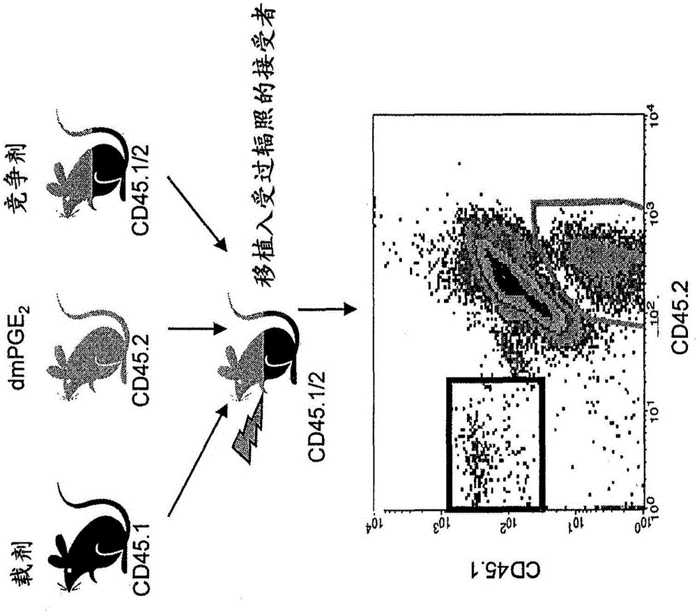 Materials and methds to enhance hematopoietic stem cells engraftment procedures