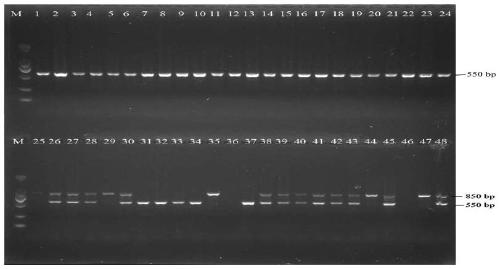 PCR detection primer for coix lacryma-jobi Waxy gene mutation, and application thereof