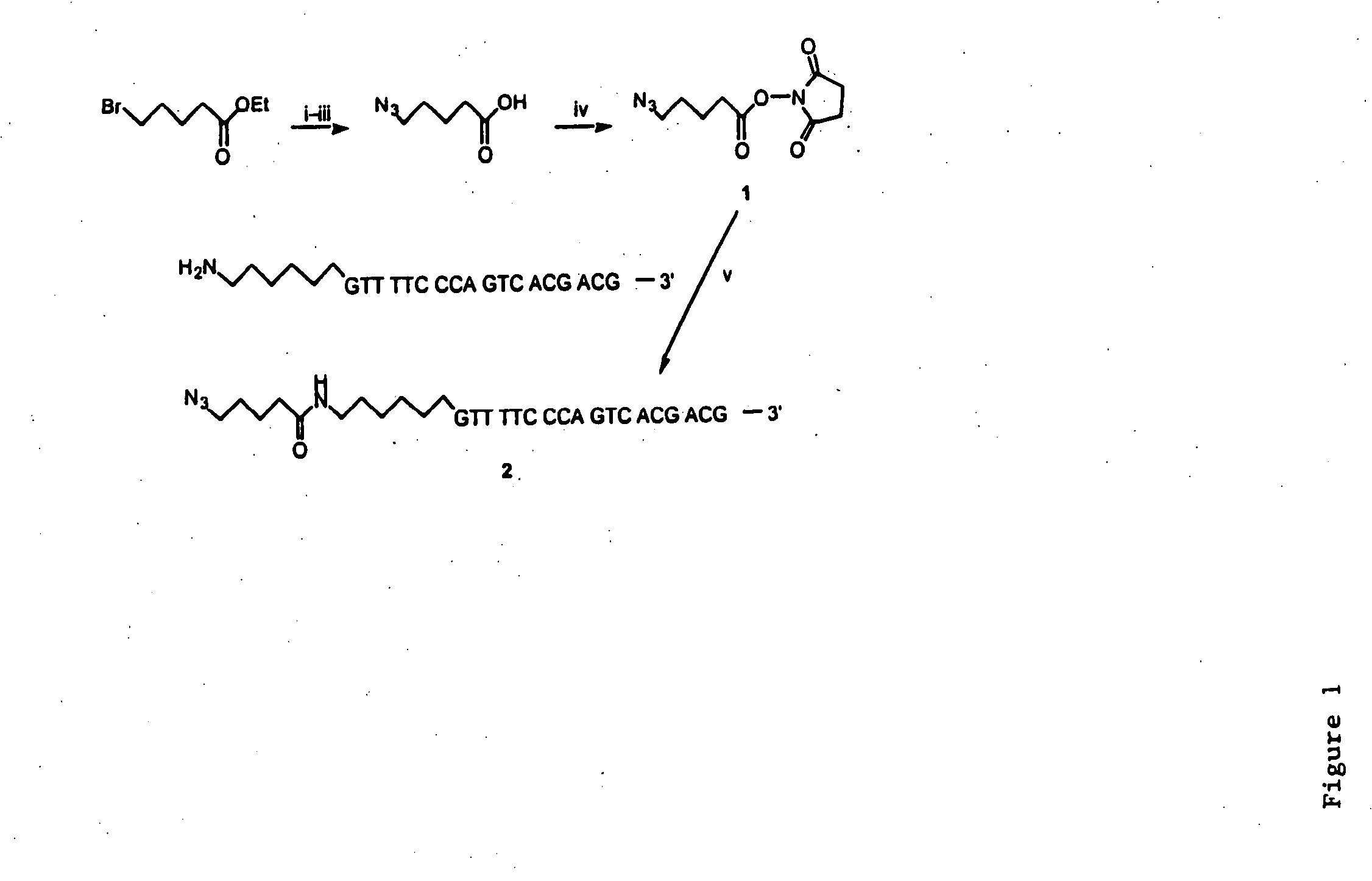 Biomolecular coupling methods using 1,3-dipolar cycloaddition chemistry
