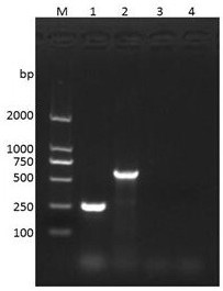 Anti-rabbit D-type pasteurella multocida egg yolk antibody and preparation method thereof