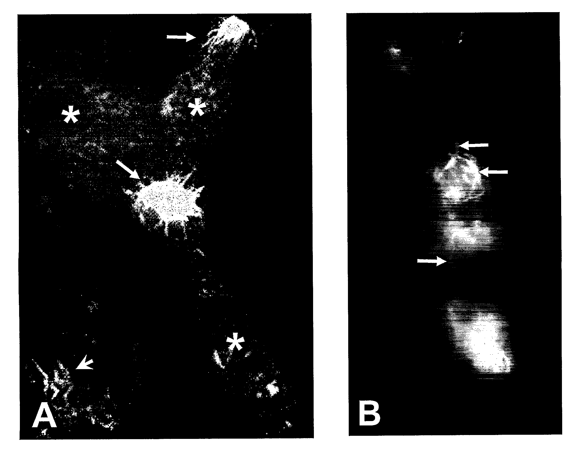 Microglia Facilitated Amyloidogenesis Assay