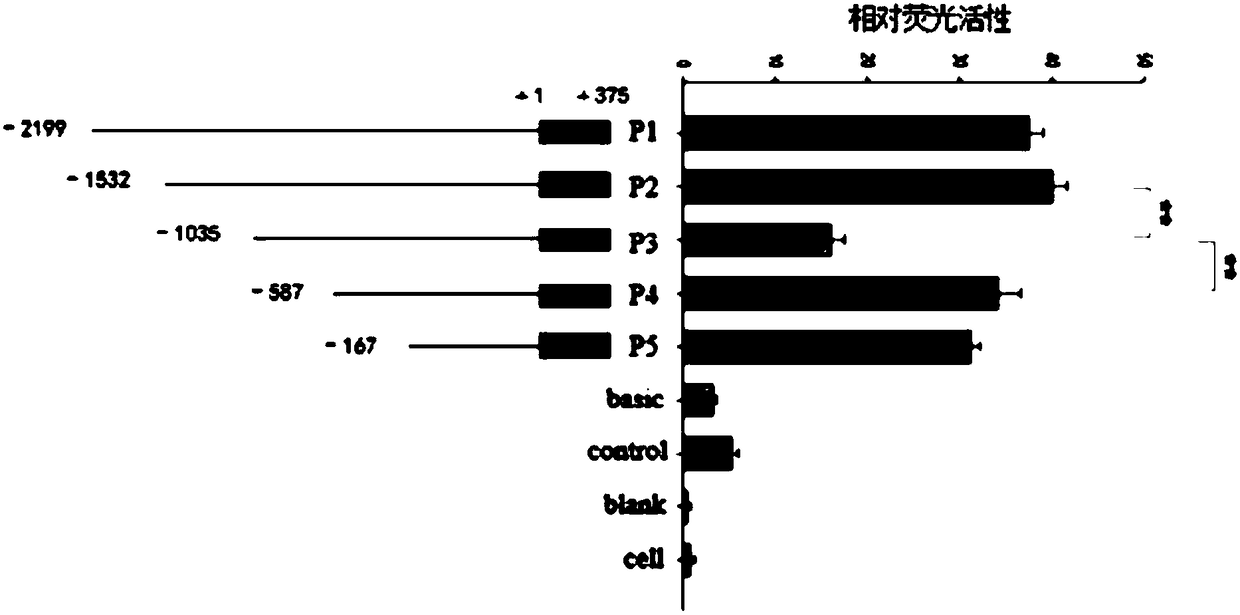 The application of STAT3 in porcine ovarian granulosa cells