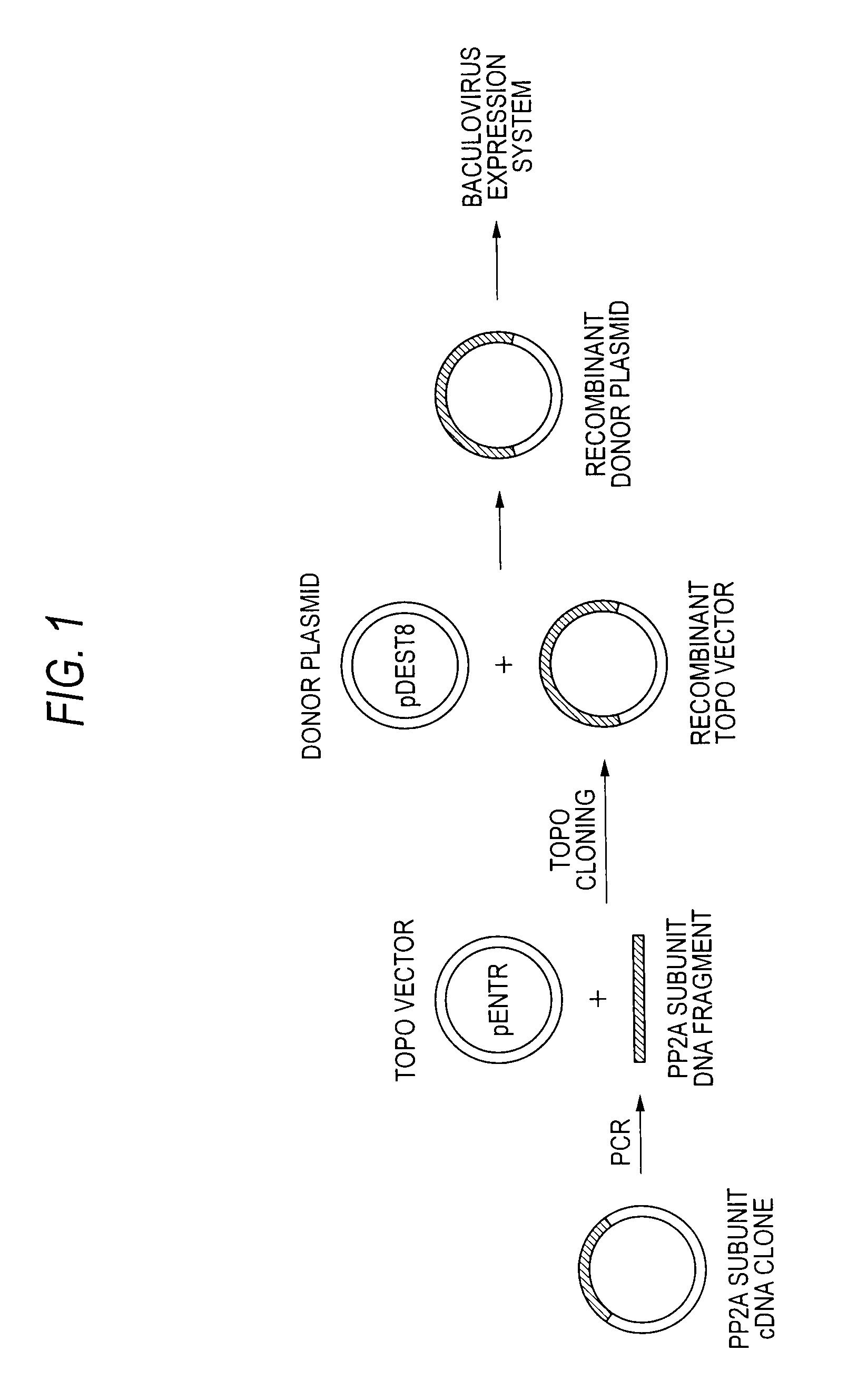 Method of producing heterodimer derivative of protein phosphatase type 2a enzyme