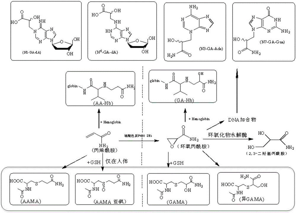 Mercapturic acid adduct detection method for evaluating short-term exposure of acrylamide and application