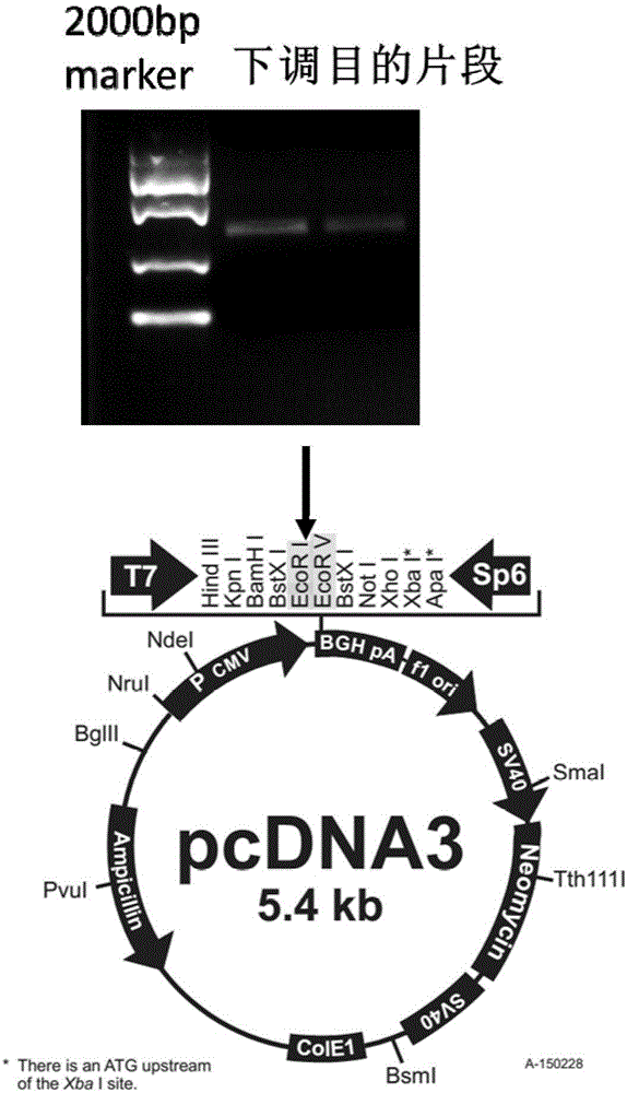 Nucleic acid and application thereof