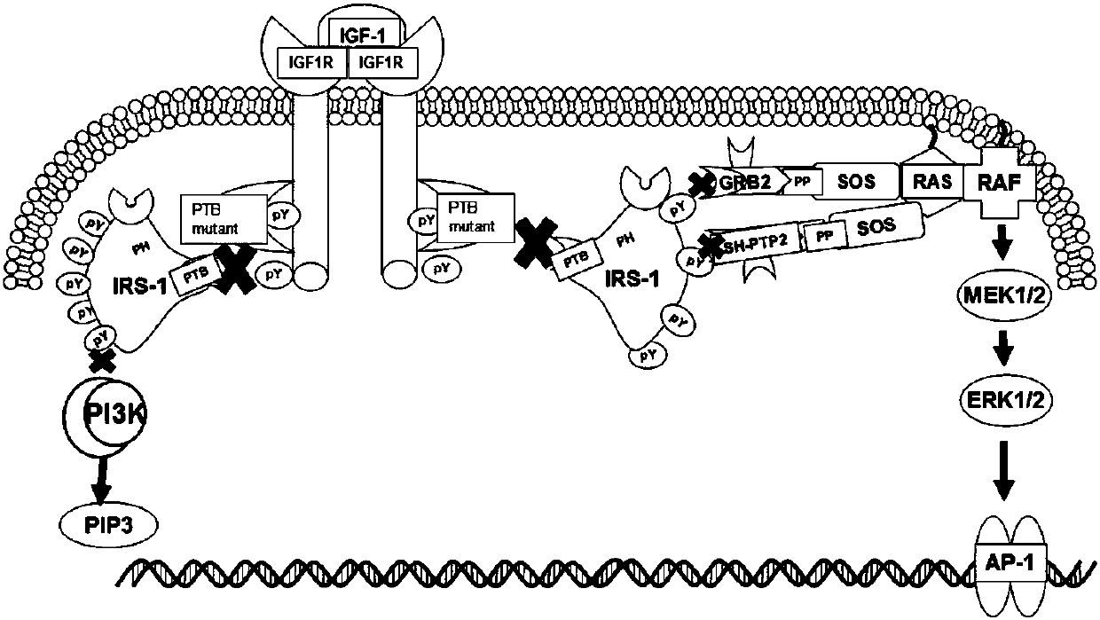 Mutant IRS-1 PTB domain proteins, and coding sequence and application thereof
