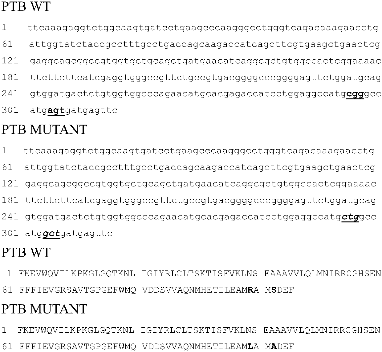 Mutant IRS-1 PTB domain proteins, and coding sequence and application thereof