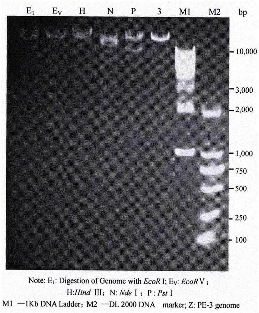 Separation and identification of a strain of novel Enterohemorrhagic Escherichia coli O157 phage PE-3 in sewage treatment system