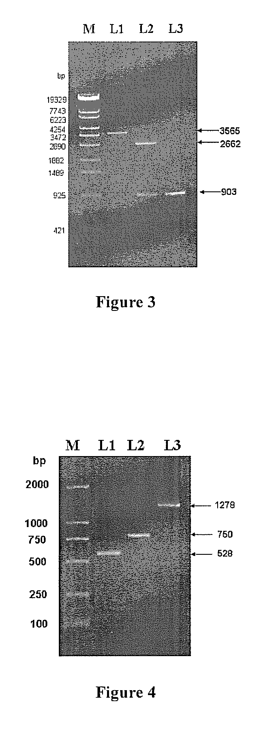 Seed-specific expression vector and its construction methods and applications