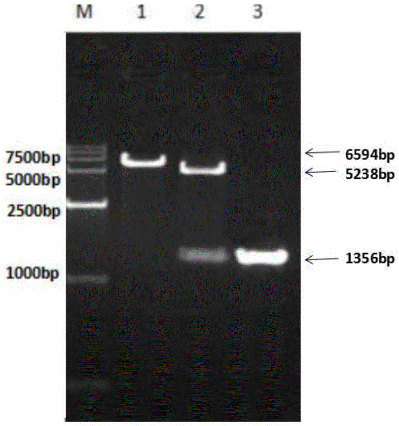 Method for secretory expression of honeybee melittin signal peptide-mediated IBV (infectious bronchitis virus) N protein