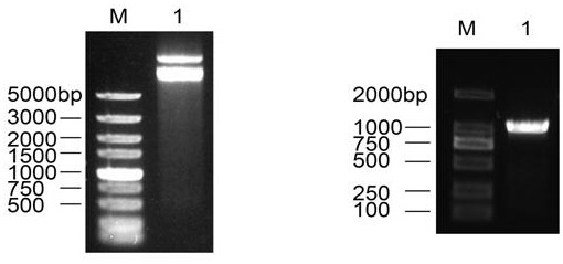Preparation method and application of a candidate outer membrane protein of Aeromonas hydrophila vaccine