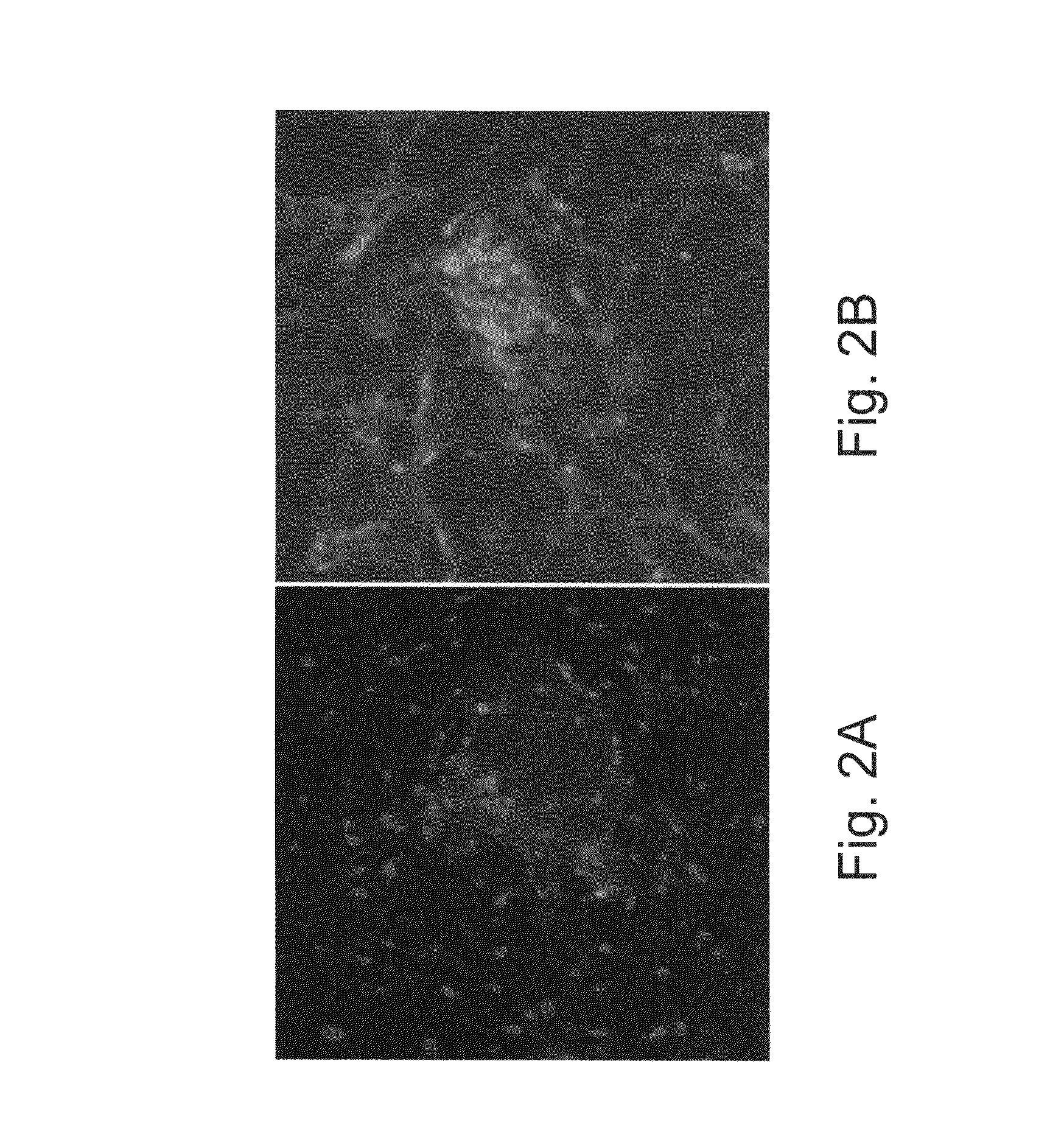 Vascularized islets and methods of producing same