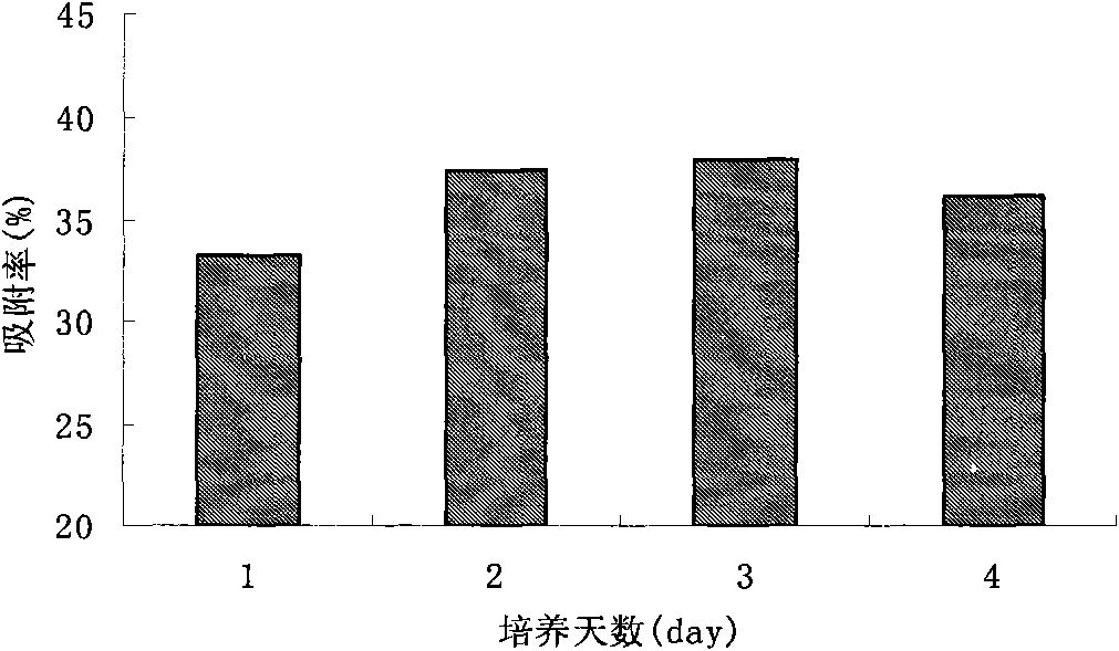 Acinetobacter and application thereof to biological treatment of heavy metal ions
