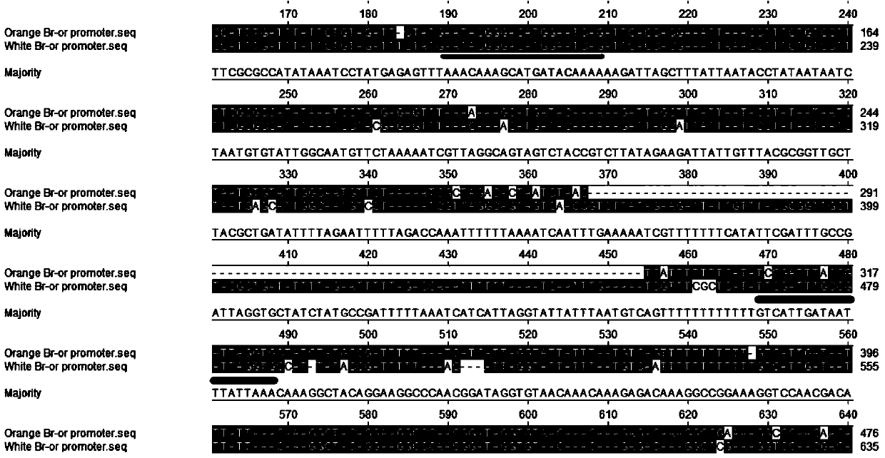 Screening method and applications of functional marker of carotenoid accumulated gene Br-or in orange-heading Chinese cabbages