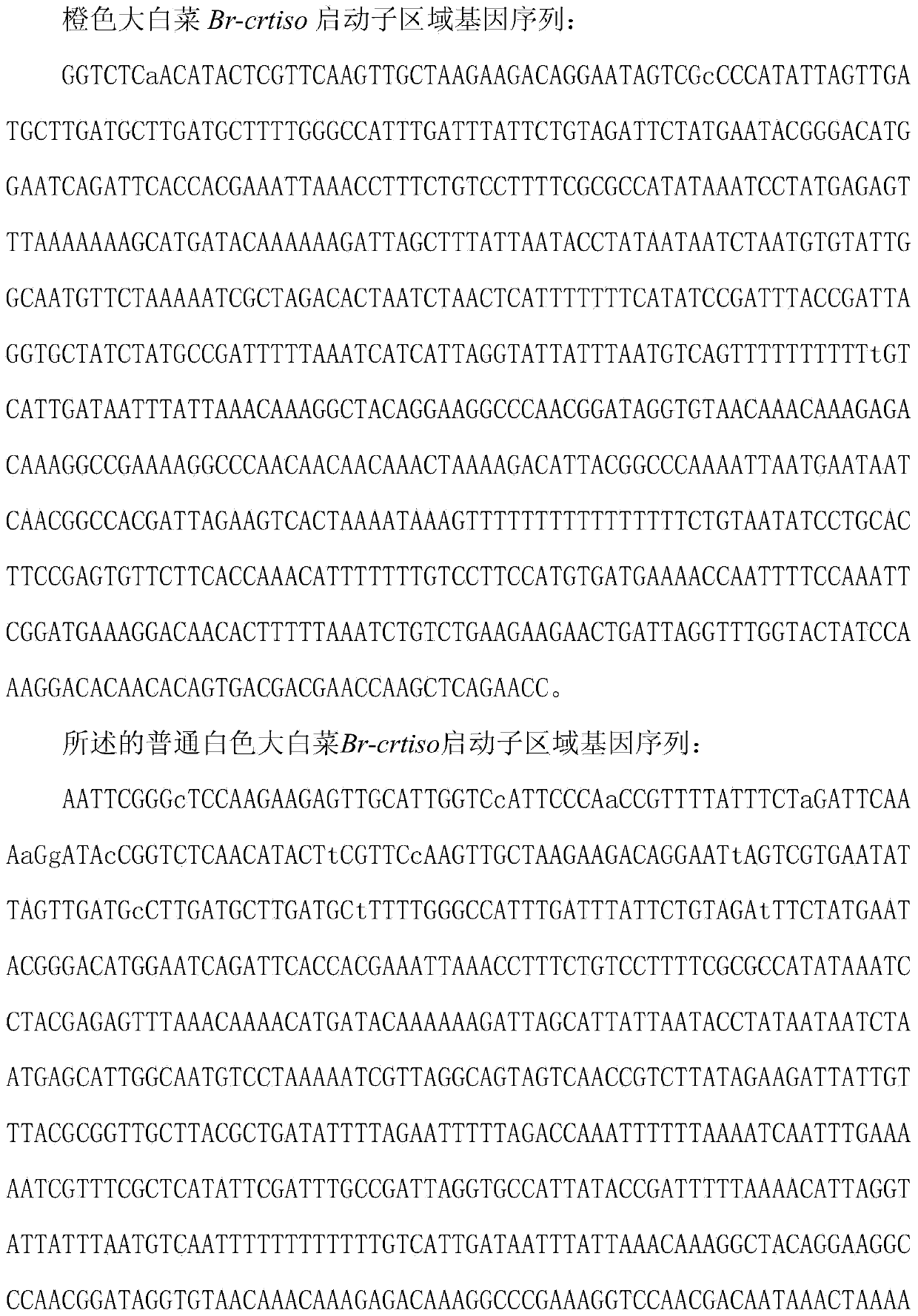 Screening method and applications of functional marker of carotenoid accumulated gene Br-or in orange-heading Chinese cabbages