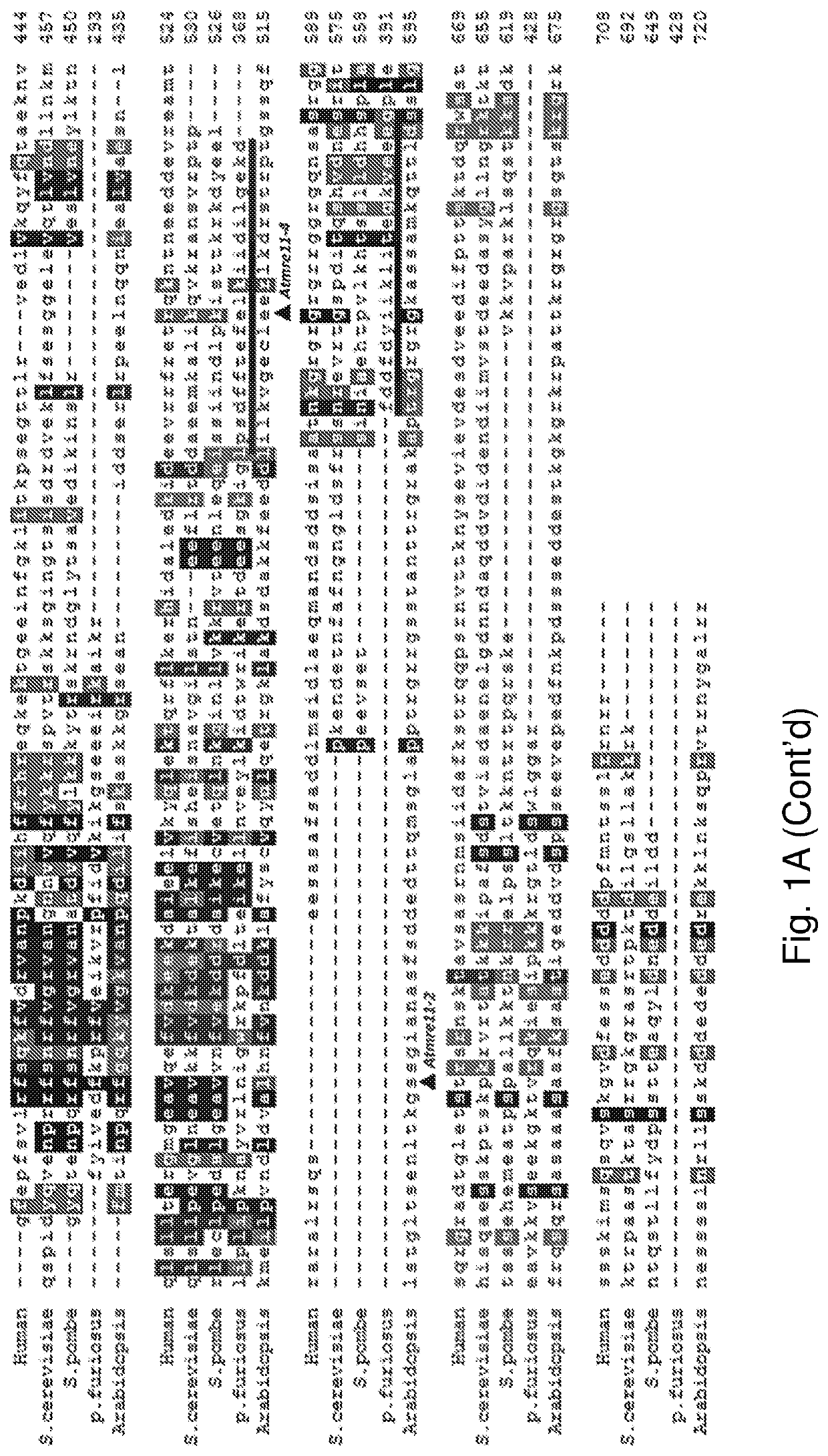 A combinational strategy for reducing random integration events when transfecting plants