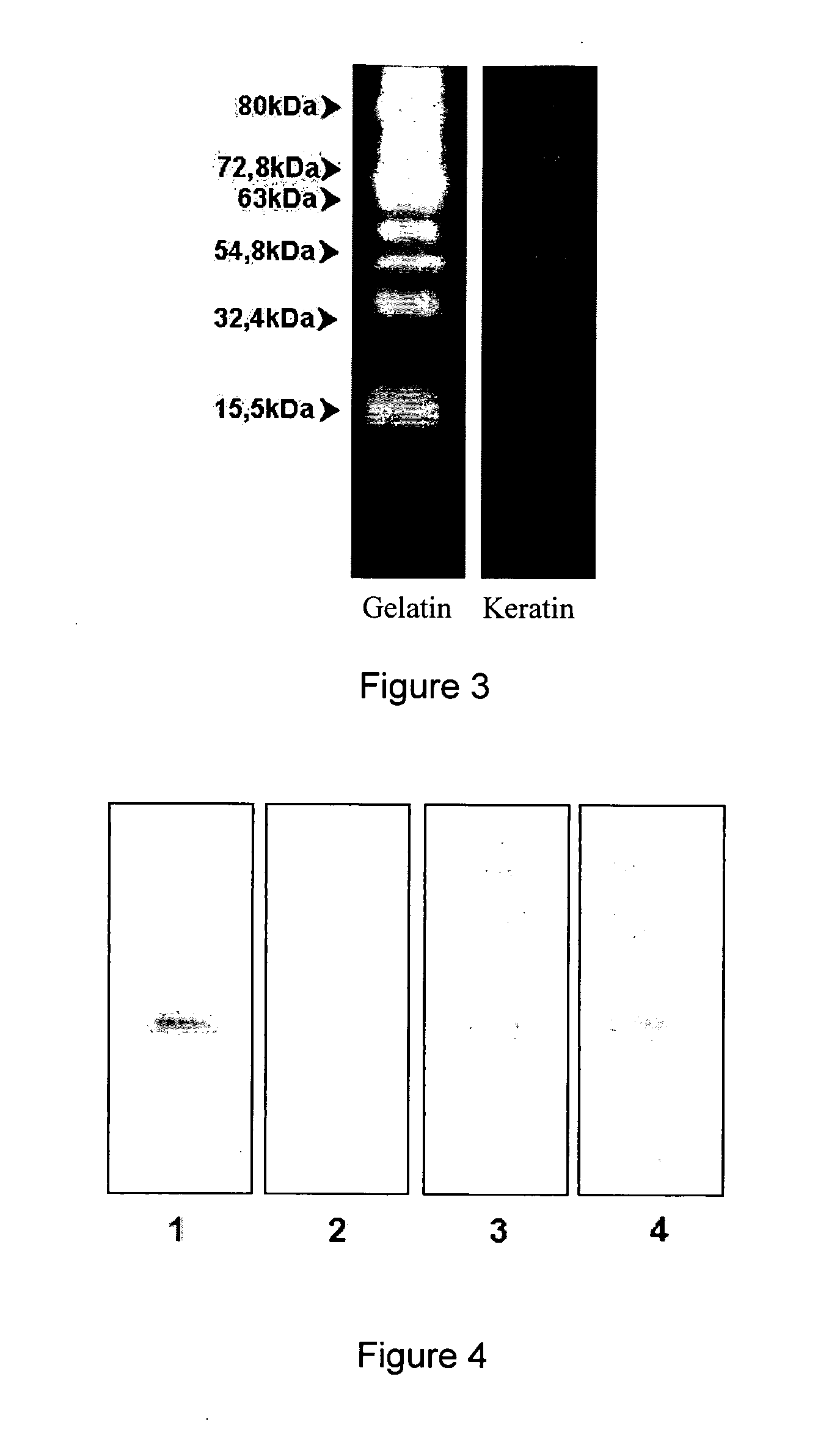Keratin Hydrolysates, Process for Their Production and Cosmetic Composition Containing the Same