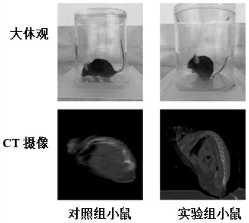 Modeling equipment, modeling method and application of a mouse intervertebral disc degeneration model