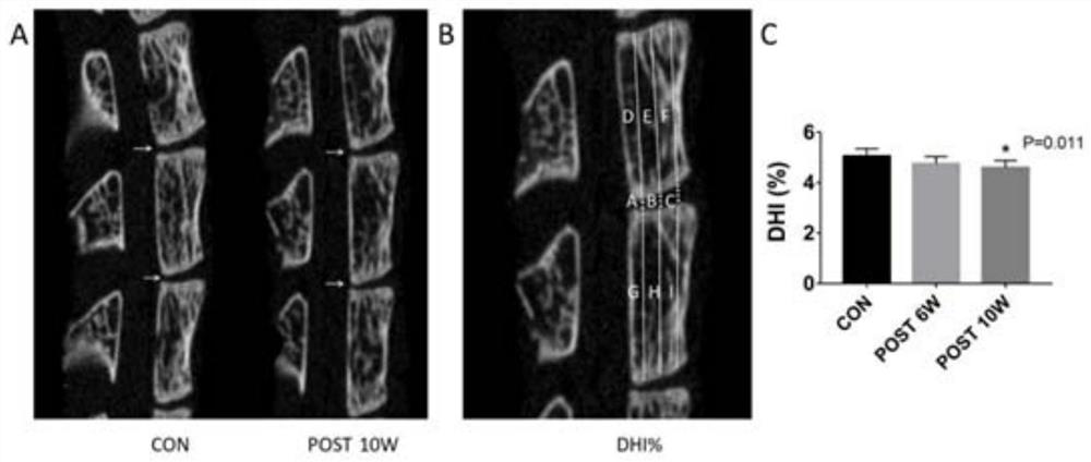 Modeling equipment, modeling method and application of a mouse intervertebral disc degeneration model