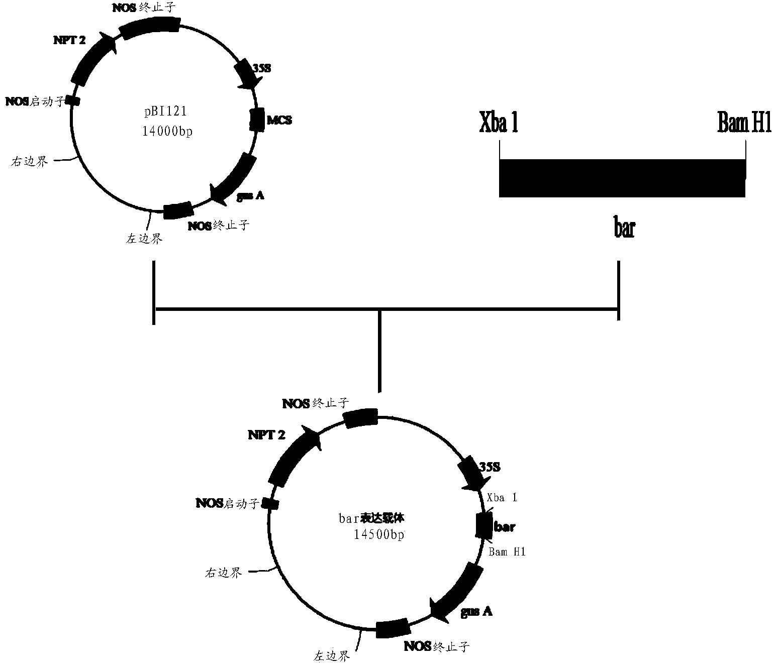 Plant expression vector and application thereof