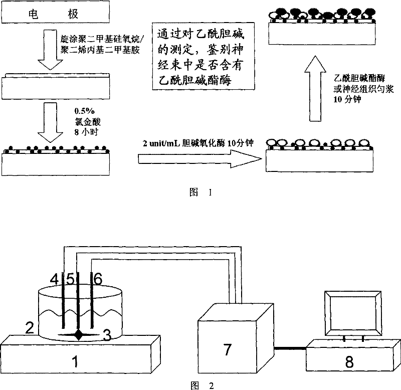 Electro-chemistry detecting method for fast identifying peripheral nerve bundle nature