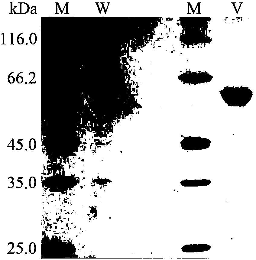 Low temperature xylosidase HJ14GH43 and salt-tolerant mutant thereof