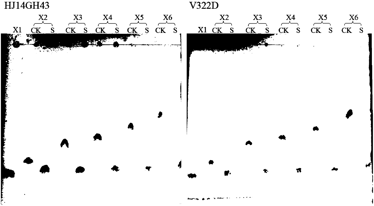 Low temperature xylosidase HJ14GH43 and salt-tolerant mutant thereof