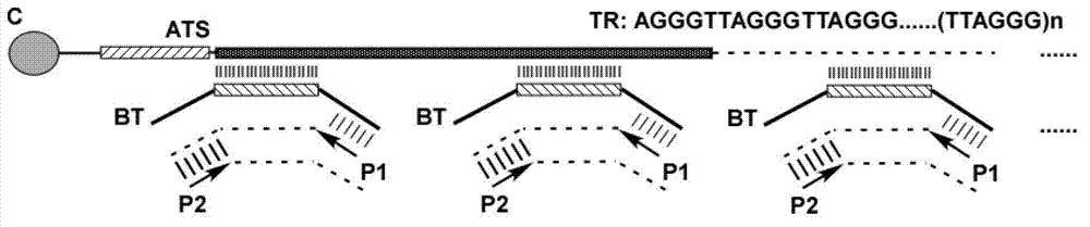 AETCA (anchored-extension and telomeric complements amplification) detection reagent kit for telomerase and detection method