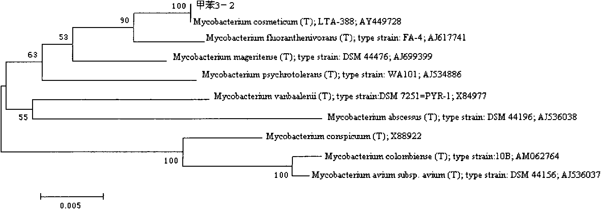 Mycobacterium cosmeticum with capacity of degrading benzene compound and application thereof