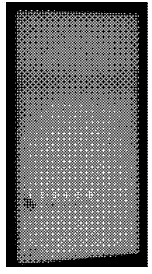 Strain produced by beta-glucosidase and method for preparing Genipin therefrom