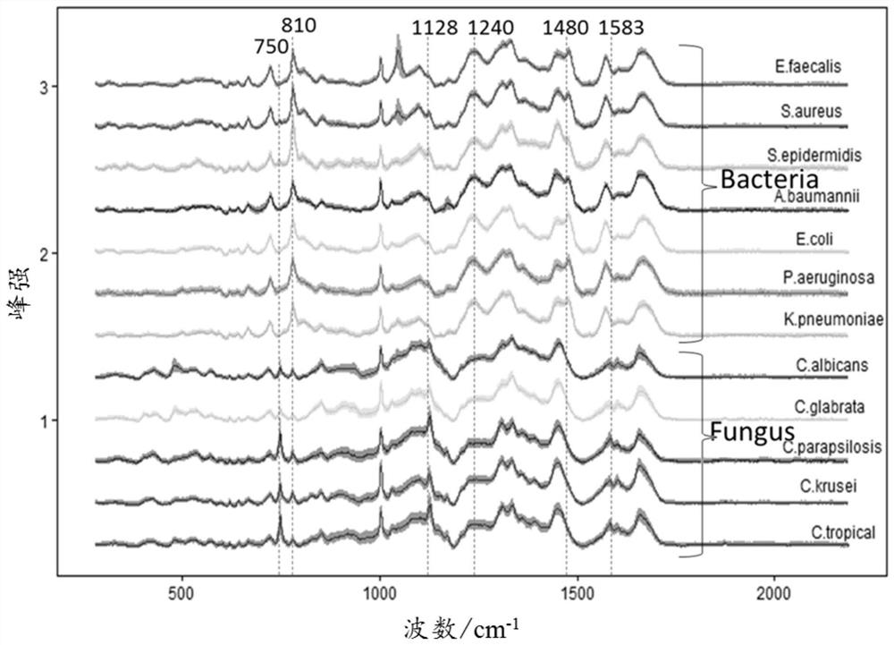 Method for rapidly identifying bacteria and fungi by utilizing Raman spectra