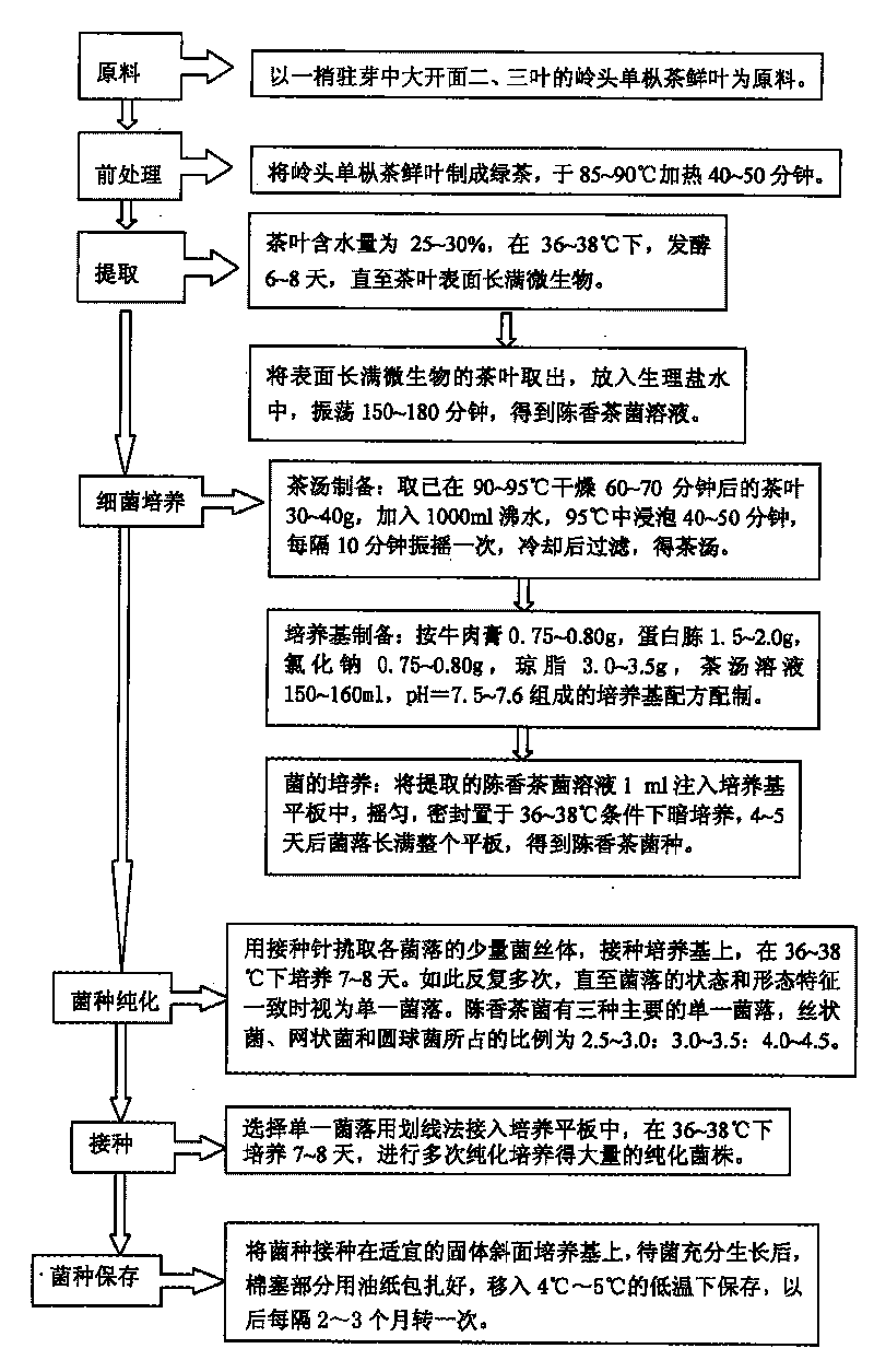 Method for extracting and culturing strain capable of making tea fragrant