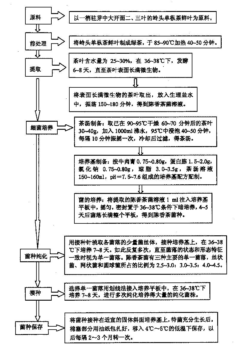 Method for extracting and culturing strain capable of making tea fragrant