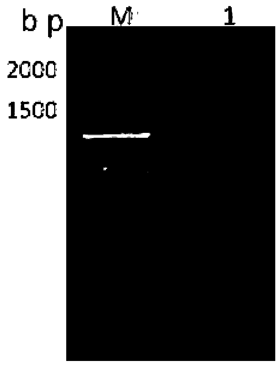 Monoclonal antibody for anti-toxoplasma gondii rhoptry protein4(ROP4) and preparation method and application of monoclonal antibody
