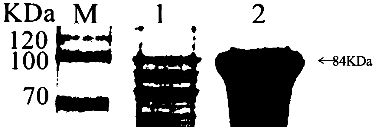 Monoclonal antibody for anti-toxoplasma gondii rhoptry protein4(ROP4) and preparation method and application of monoclonal antibody