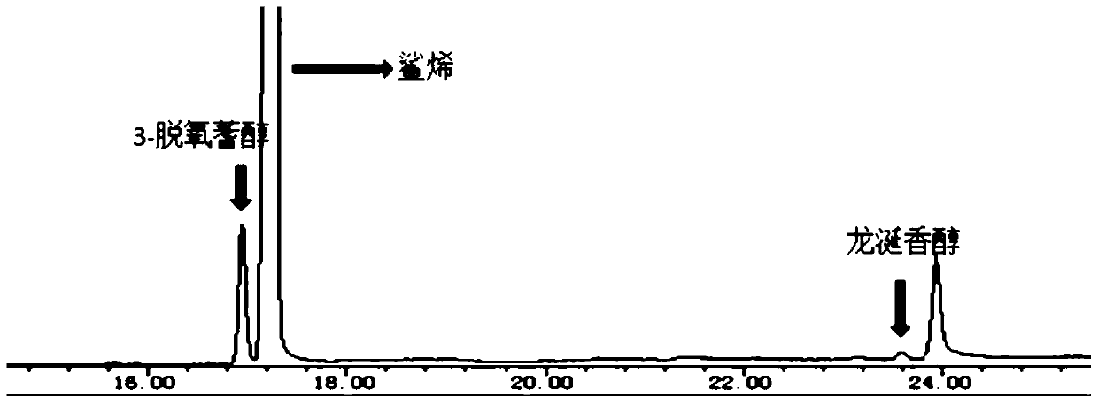Recombinant saccharomyces cerevisiae for production of ambrein and construction method
