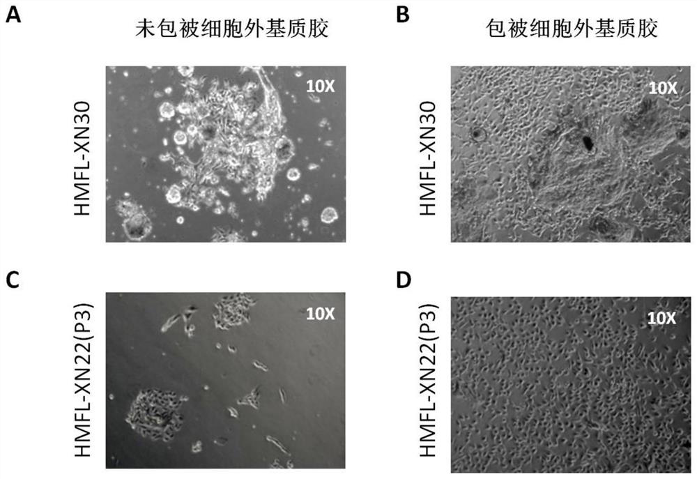Primary mammary epithelial cell culture medium, culture method and application