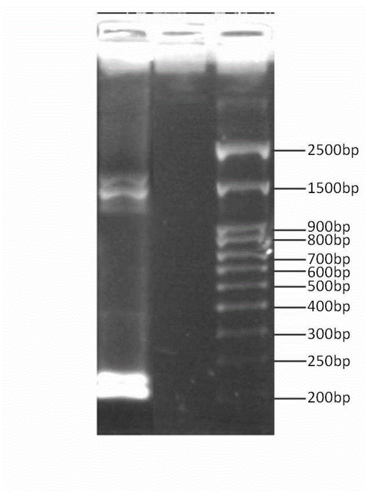 Hyperaccumulating black-nightshade metallothionein like (MT-L2) gene sequence and cloning method thereof