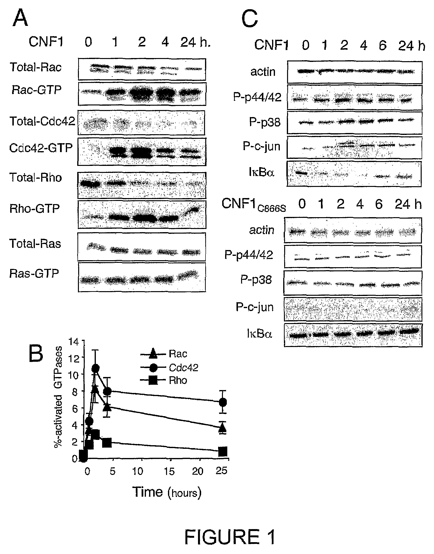 Vaccine composition comprising an immunoadjuvant compound consisting of a Rho GTPase family activator