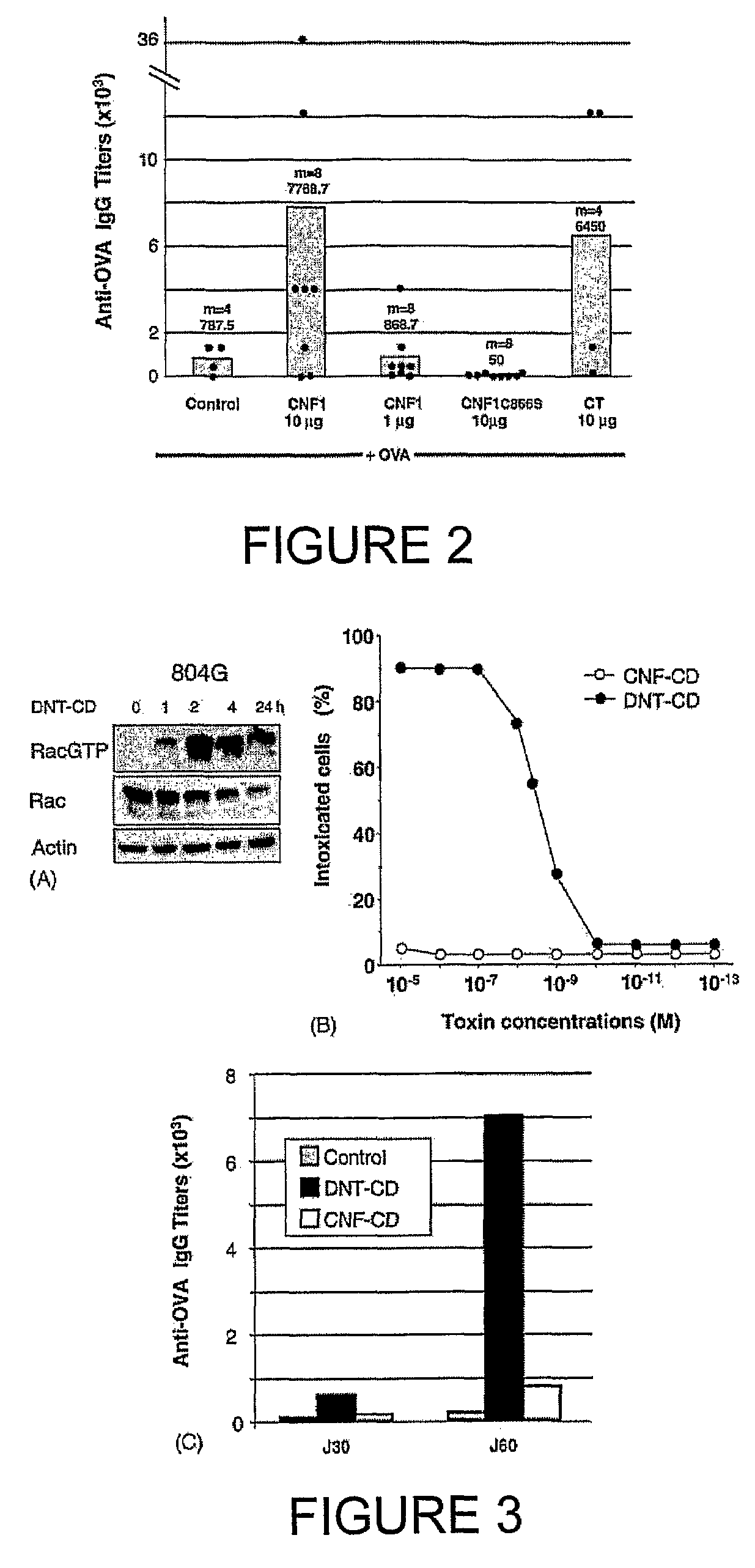 Vaccine composition comprising an immunoadjuvant compound consisting of a Rho GTPase family activator