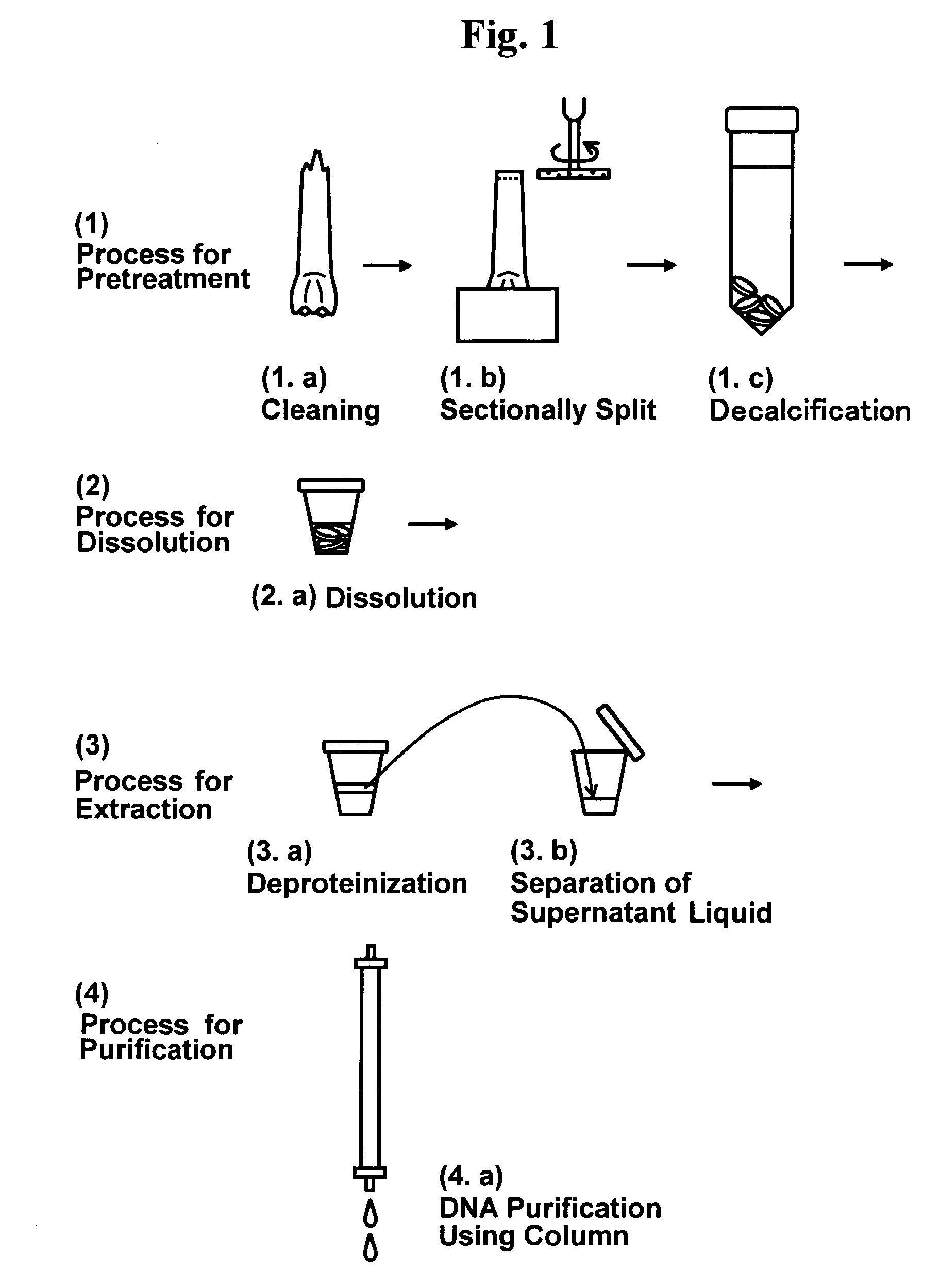 Method for extracting DNA from sample of organism