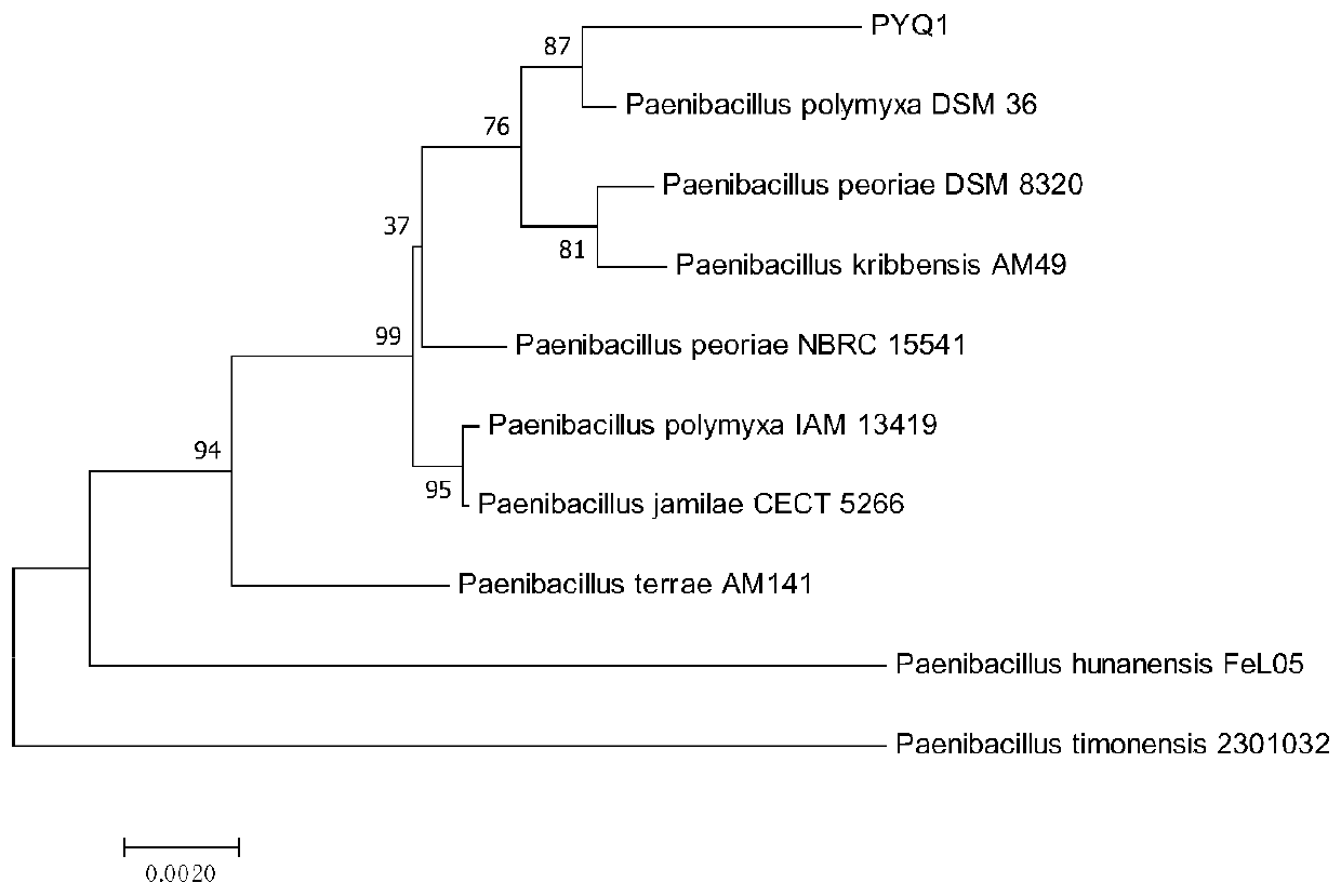 Paenibacillus strain producing post-sun repairing polysaccharide and application thereof