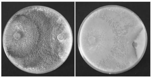 Application of trichoderma in antagonizing soybean quarantine diseases