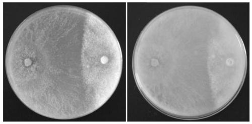 Application of trichoderma in antagonizing soybean quarantine diseases