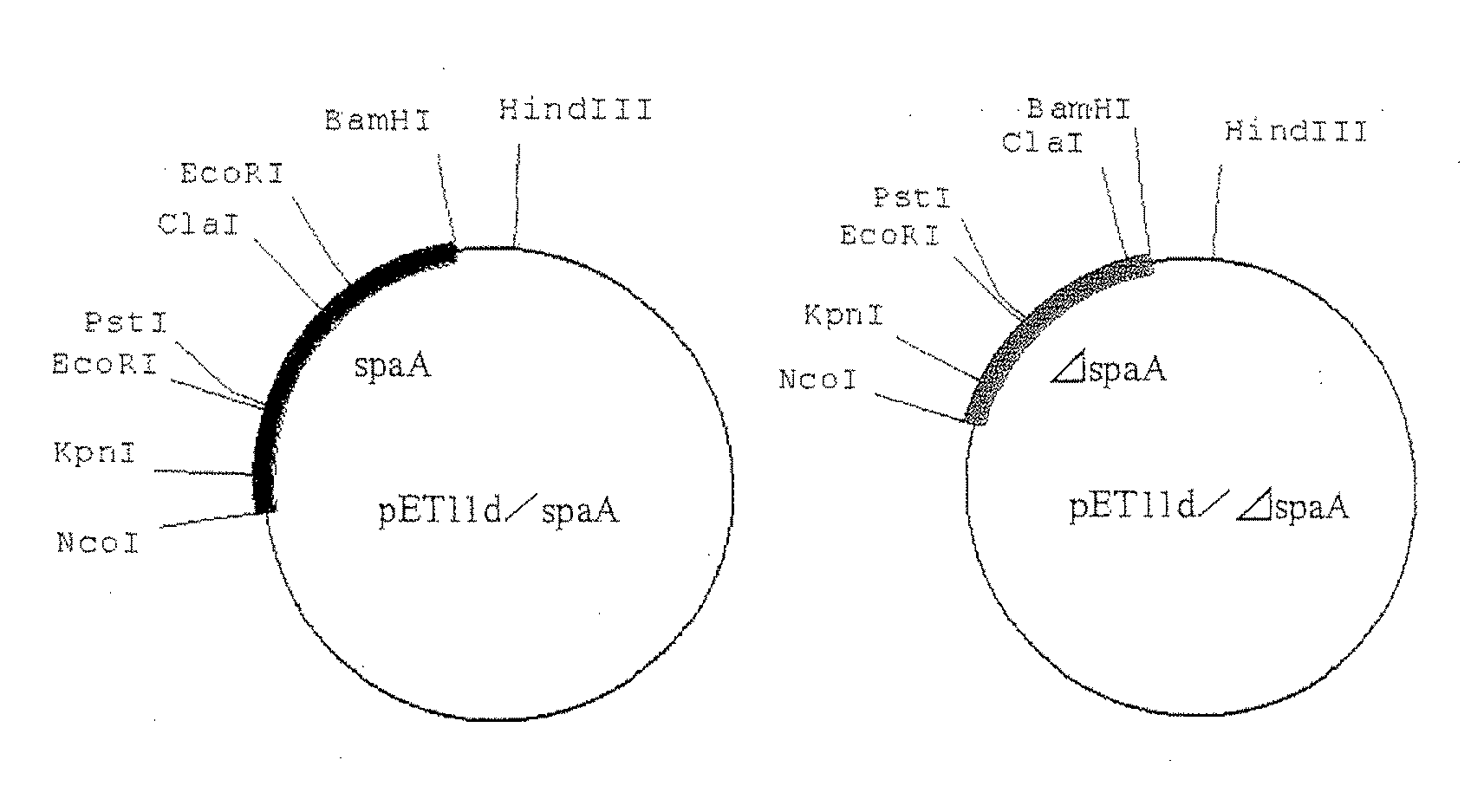 Process for preparing variant of erysipelothrix rhusiopathiae surface protective antigen in e. coli