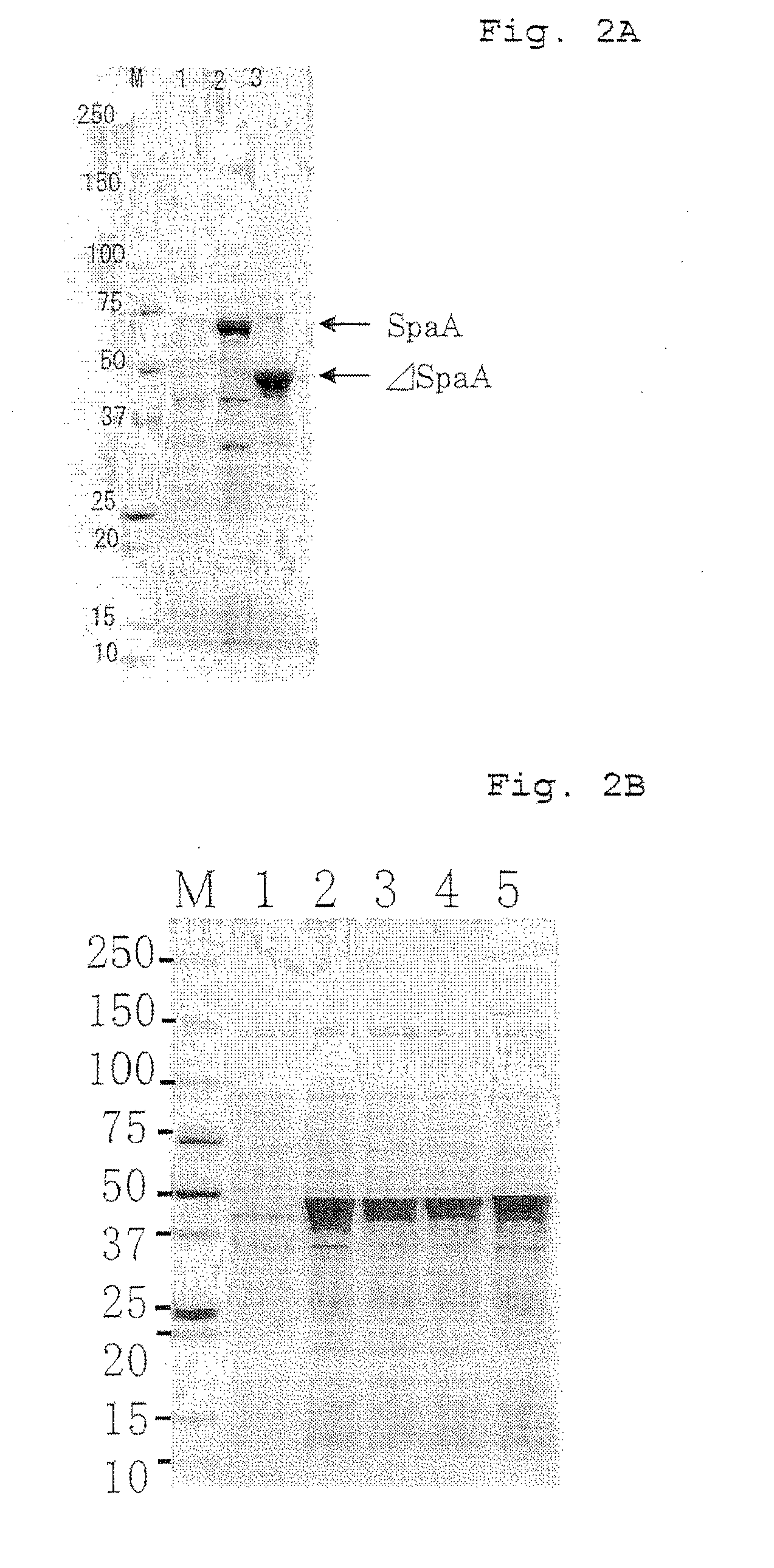 Process for preparing variant of erysipelothrix rhusiopathiae surface protective antigen in e. coli