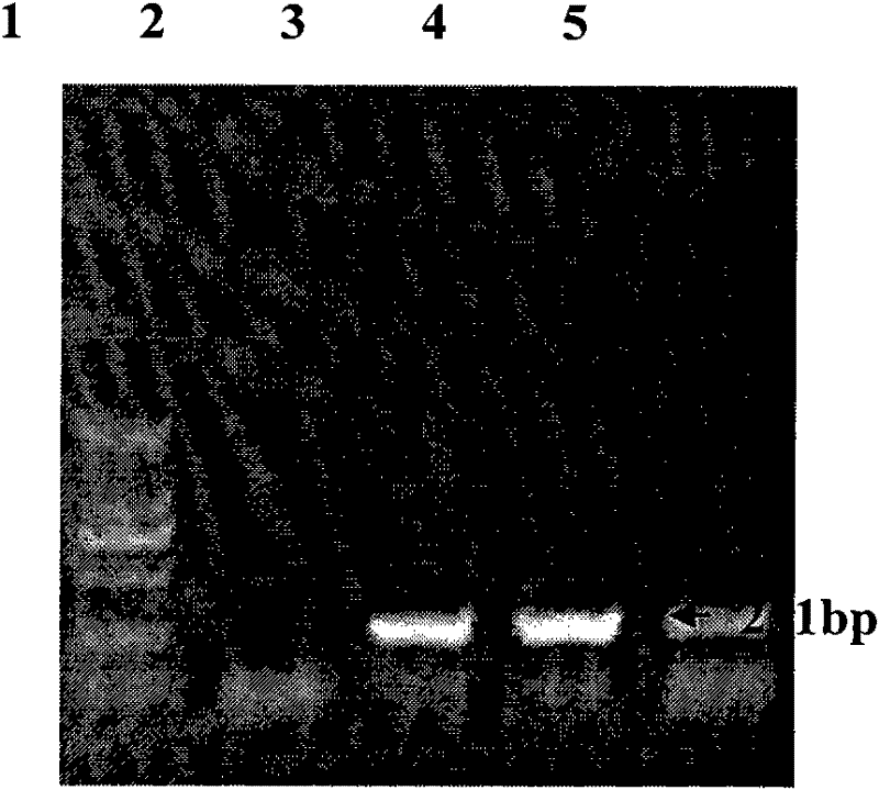 Rice stripe virus RNA interference vector, constructing method and application thereof